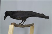 藏品(巨嘴鴉)的圖片